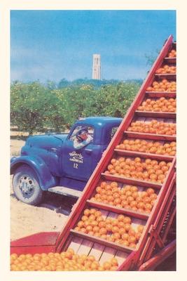 Vintage Journal Sorting Oranges in Orchard Florida
