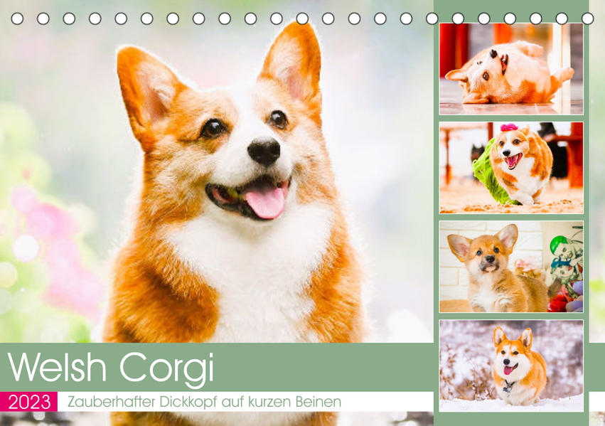Welsh Corgi. Zauberhafter Dickkopf auf kurzen Beinen (Tischkalender 2023 DIN A5 quer) - Rose Hurley