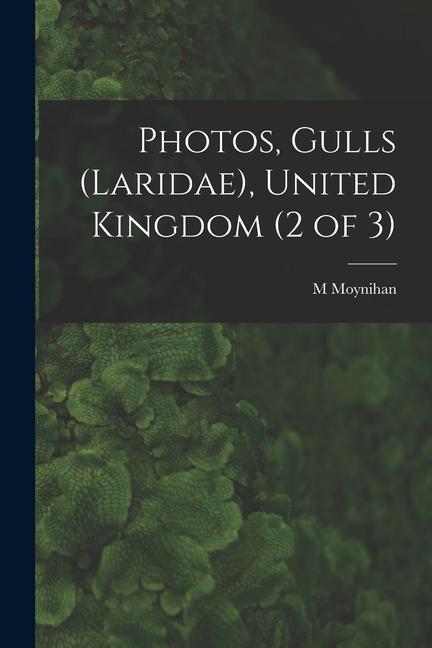 Photos Gulls (Laridae) United Kingdom (2 of 3)
