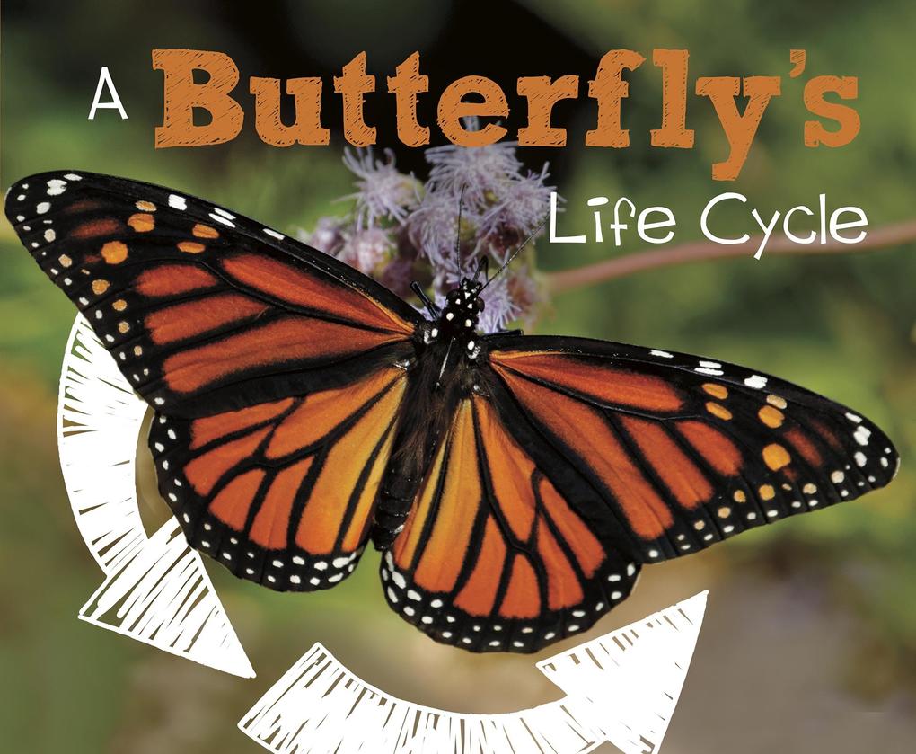 Butterfly‘s Life Cycle