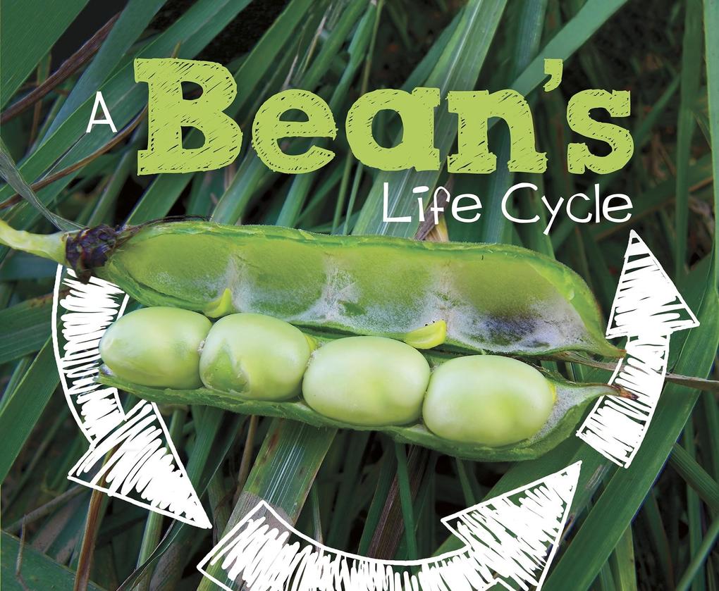 Bean‘s Life Cycle