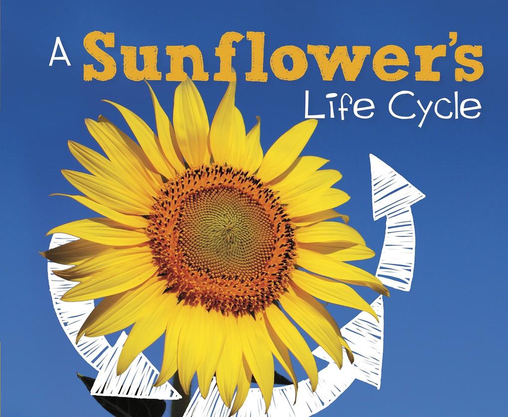 Sunflower‘s Life Cycle