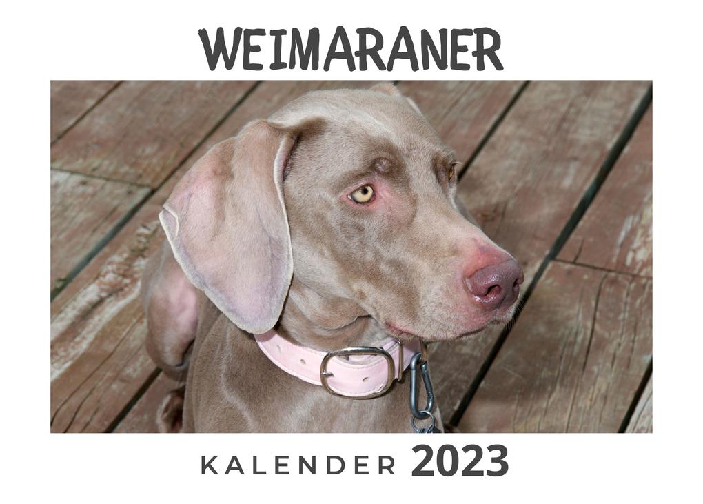 Weimaraner