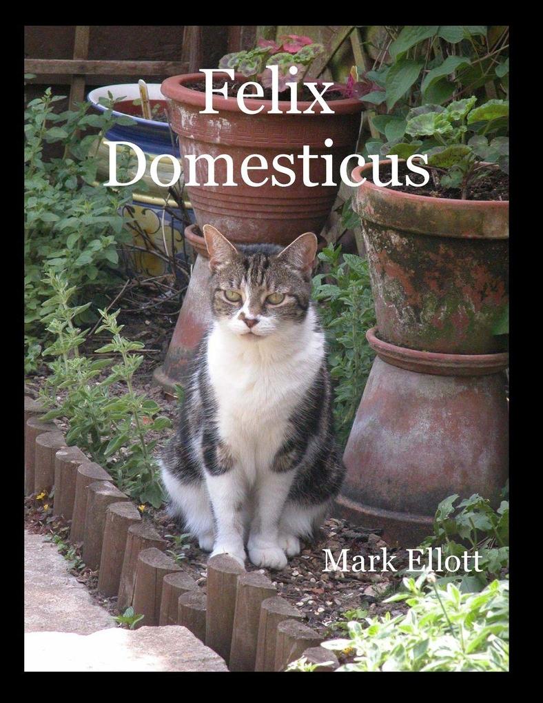 Felix Domesticus