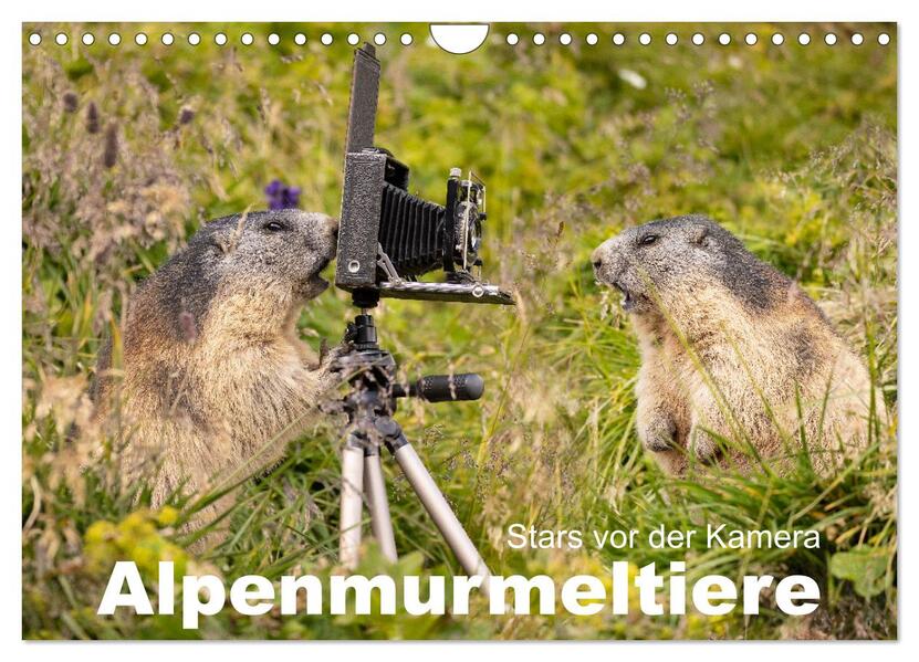 Alpenmurmeltiere - Stars vor der Kamera (Wandkalender 2024 DIN A4 quer) CALVENDO Monatskalender
