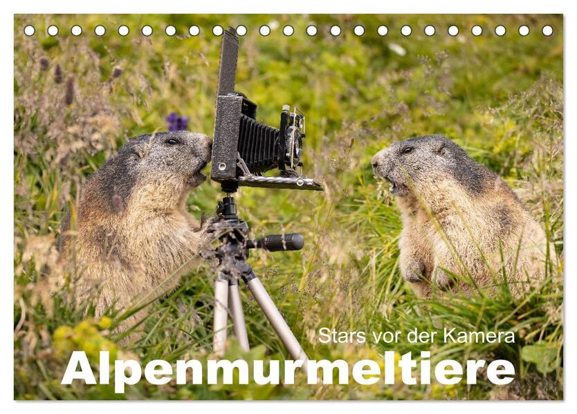 Alpenmurmeltiere - Stars vor der Kamera (Tischkalender 2024 DIN A5 quer) CALVENDO Monatskalender