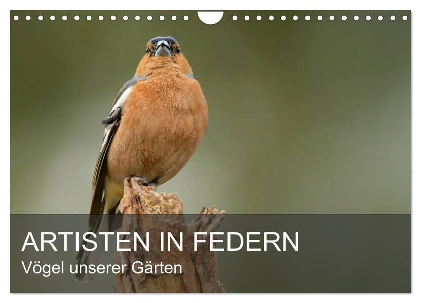 Artisten in Federn - Vögel unserer Gärten (Wandkalender 2024 DIN A4 quer) CALVENDO Monatskalender