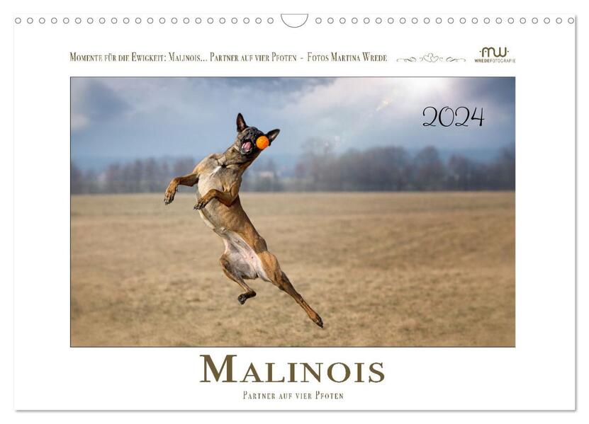 Malinois - Partner auf vier Pfoten (Wandkalender 2024 DIN A3 quer) CALVENDO Monatskalender