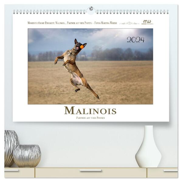 Malinois - Partner auf vier Pfoten (hochwertiger Premium Wandkalender 2024 DIN A2 quer) Kunstdruck in Hochglanz