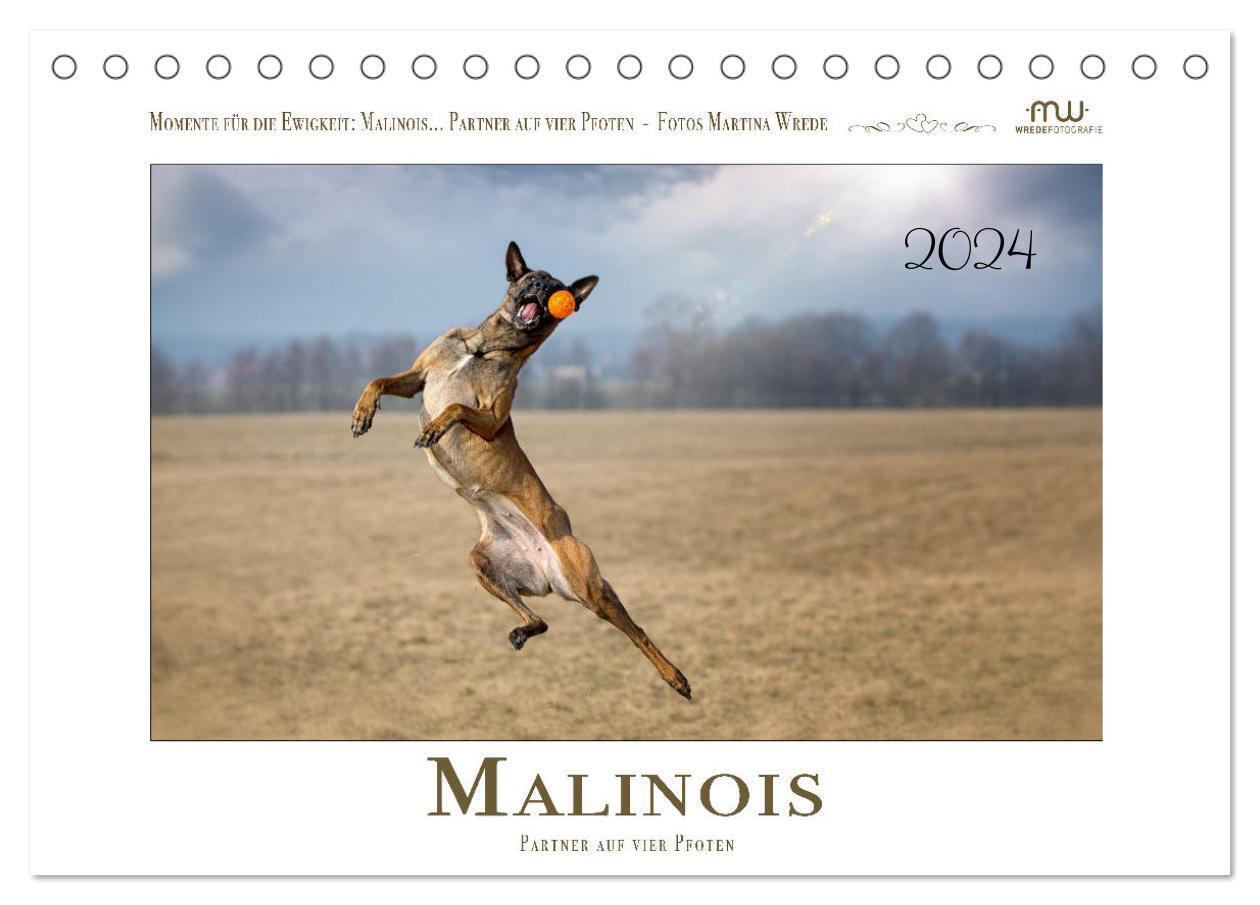 Malinois - Partner auf vier Pfoten (Tischkalender 2024 DIN A5 quer) CALVENDO Monatskalender