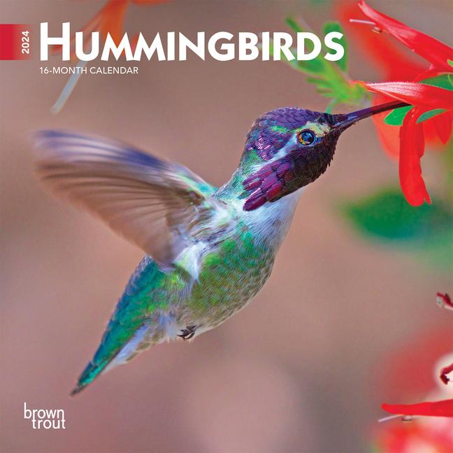 Hummingbirds 2024 Mini 7x7