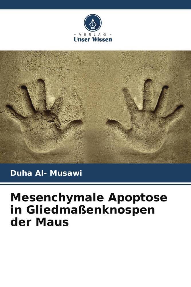 Mesenchymale Apoptose in Gliedmaßenknospen der Maus
