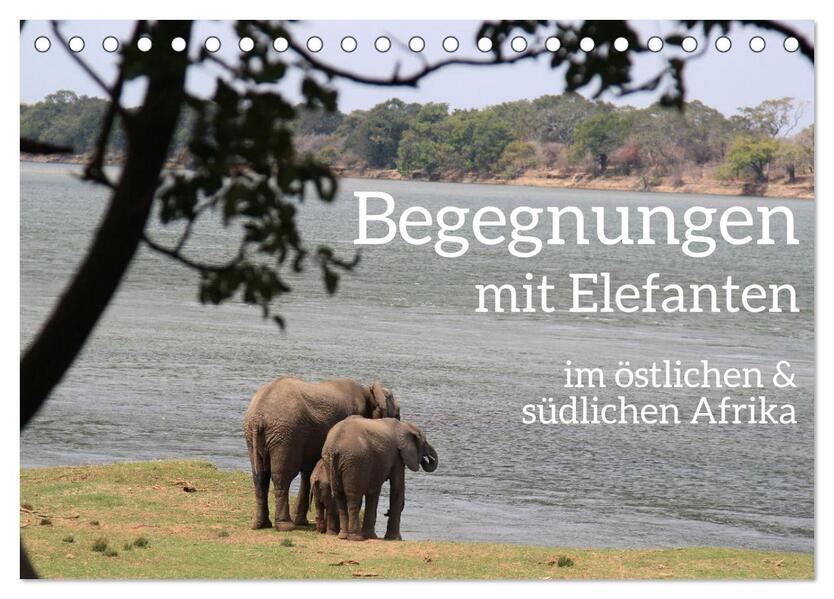 begegnungen - elefanten im südlichen afrika (Tischkalender 2024 DIN A5 quer) CALVENDO Monatskalender