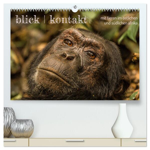blick kontakt mit tieren im östlichen und südlichen afrika (hochwertiger Premium Wandkalender 2024 DIN A2 quer) Kunstdruck in Hochglanz
