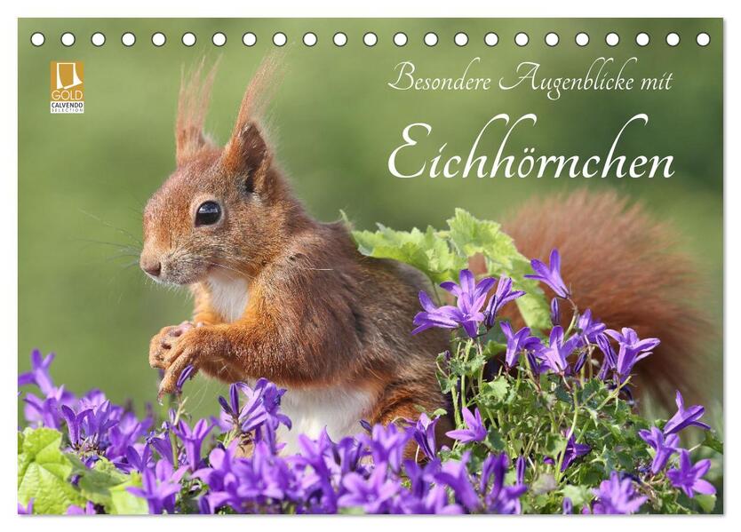 Besondere Augenblicke mit Eichhörnchen (Tischkalender 2024 DIN A5 quer) CALVENDO Monatskalender