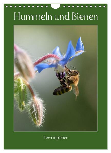 Hummeln und Bienen Terminplaner (Wandkalender 2024 DIN A4 hoch) CALVENDO Monatskalender