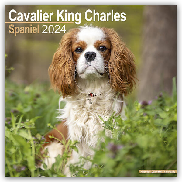 Cavalier King Charles Spaniel 2024 - 16-Monatskalender