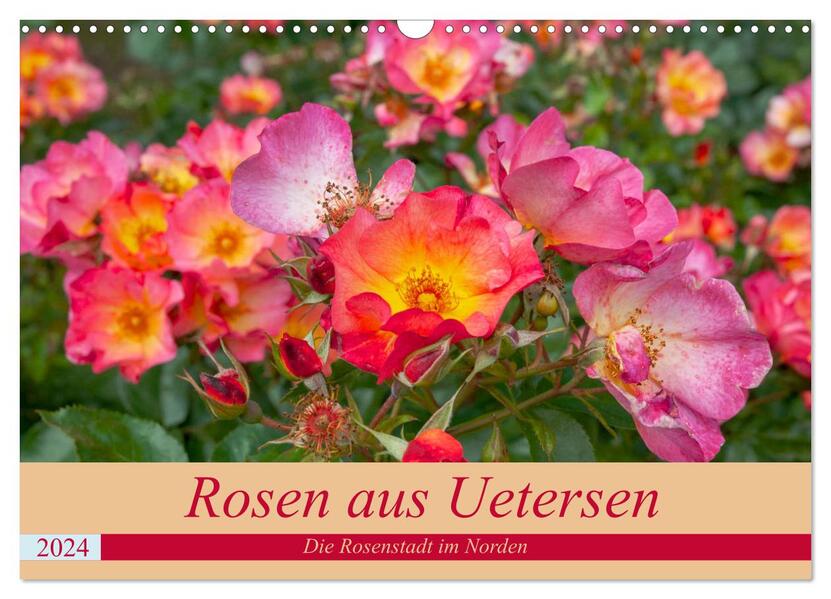 Rosen aus Uetersen (Wandkalender 2024 DIN A3 quer) CALVENDO Monatskalender
