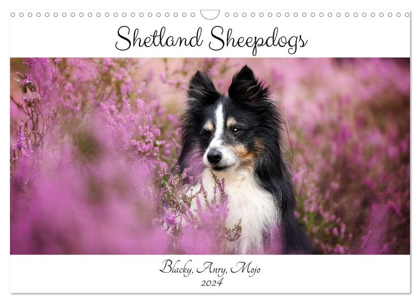 Shetland Sheepdogs Blacky Anry Mojo 2024 (Wandkalender 2024 DIN A3 quer) CALVENDO Monatskalender