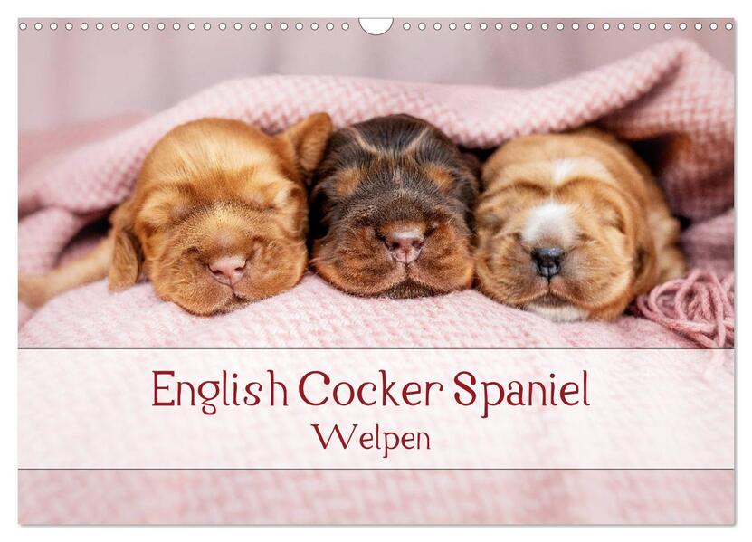 English Cocker Spaniel Welpen (Wandkalender 2024 DIN A3 quer) CALVENDO Monatskalender
