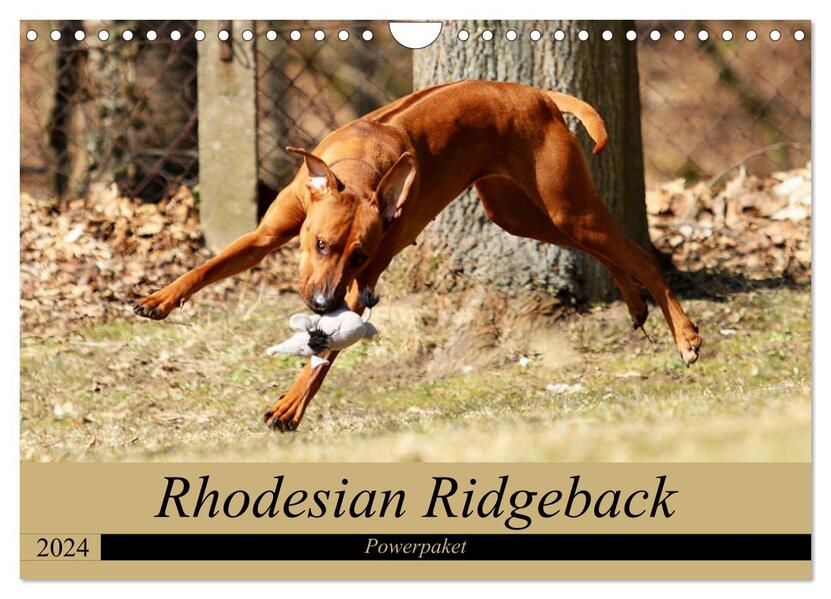 Rhodesian Ridgeback Powerpaket (Wandkalender 2024 DIN A4 quer) CALVENDO Monatskalender