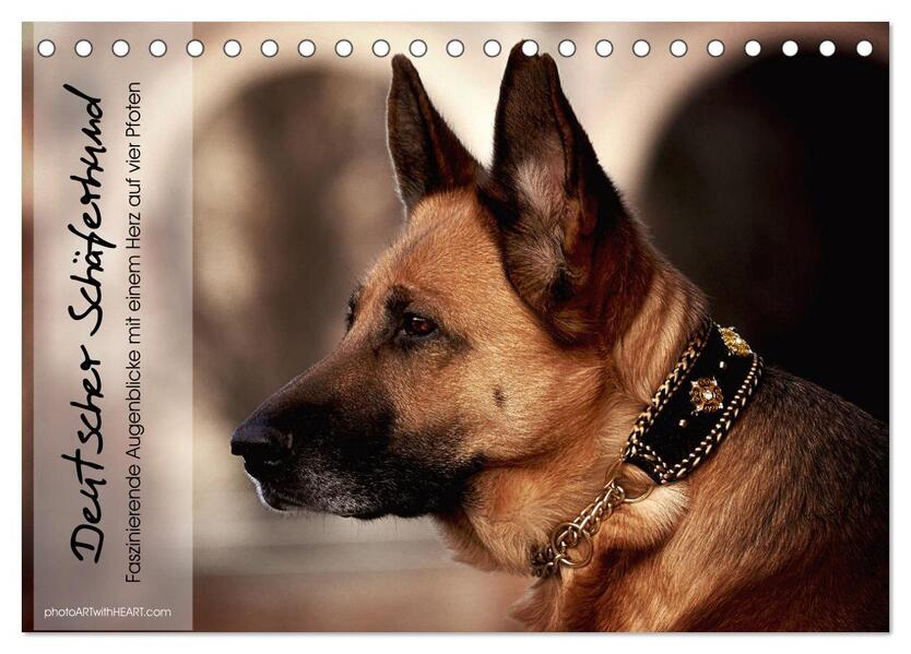 Deutscher Schäferhund Faszinierende Augenblicke mit einem Herz auf vier Pfoten (Tischkalender 2024 DIN A5 quer) CALVENDO Monatskalender