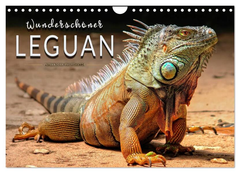 Wunderschöner Leguan (Wandkalender 2024 DIN A4 quer) CALVENDO Monatskalender