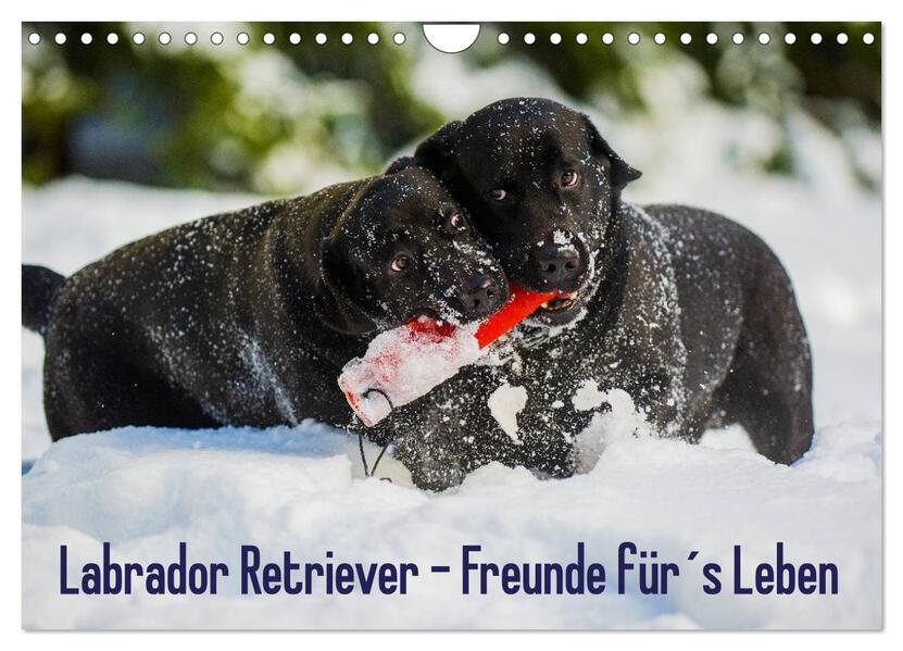 Labrador Retriever - Freunde fürs Leben (Wandkalender 2024 DIN A4 quer) CALVENDO Monatskalender