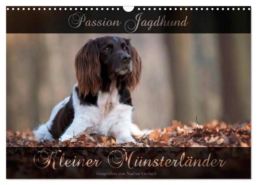 Passion Jagdhund - Kleiner Münsterländer (Wandkalender 2024 DIN A3 quer) CALVENDO Monatskalender