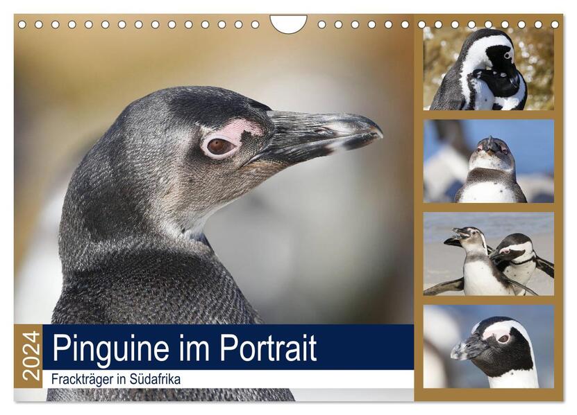 Pinguine im Portrait - Frackträger in Südafrika (Wandkalender 2024 DIN A4 quer) CALVENDO Monatskalender