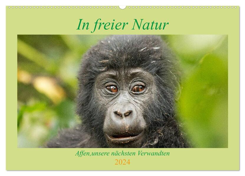 In freier Natur Affen unsere nächsten Verwandten (Wandkalender 2024 DIN A2 quer) CALVENDO Monatskalender