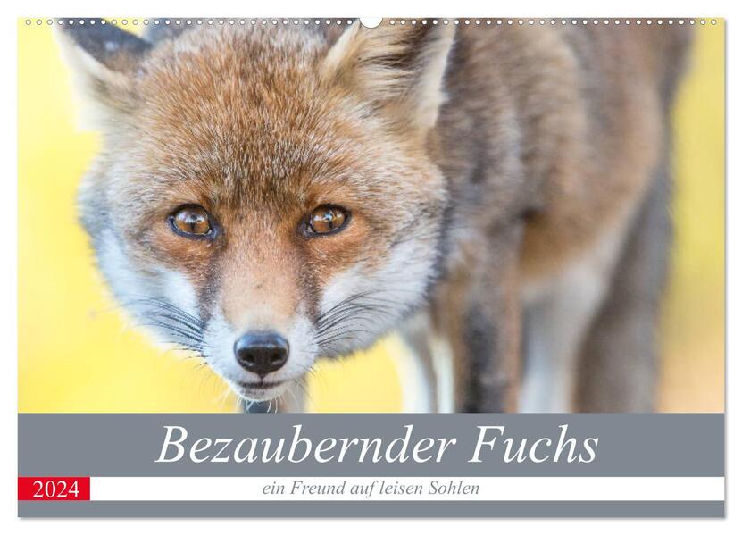 Bezaubernder Fuchs - ein Freund auf leisen Sohlen (Wandkalender 2024 DIN A2 quer) CALVENDO Monatskalender