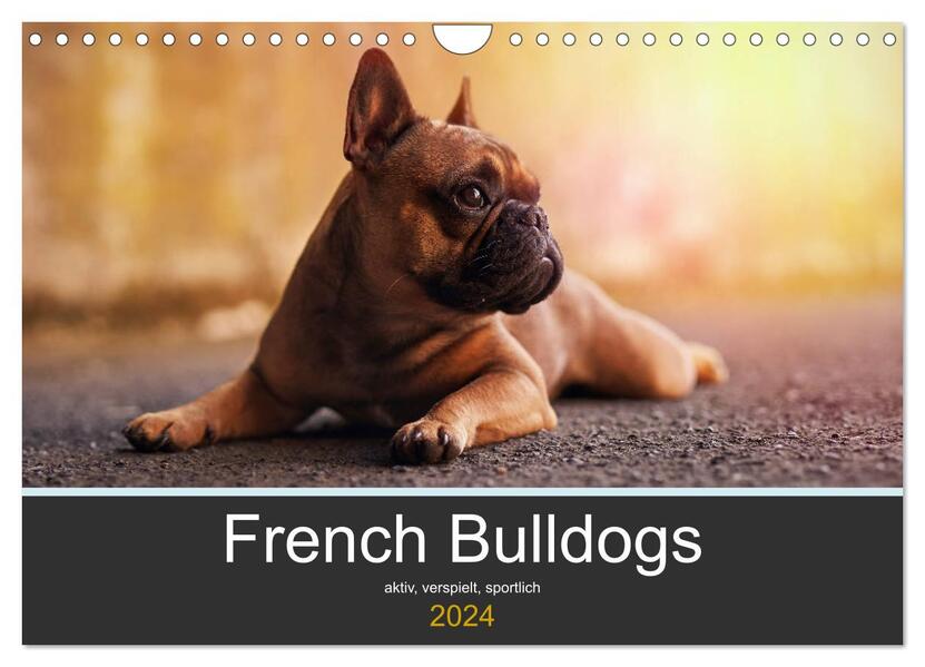 French Bulldog aktiv verspielt sportlich (Wandkalender 2024 DIN A4 quer) CALVENDO Monatskalender