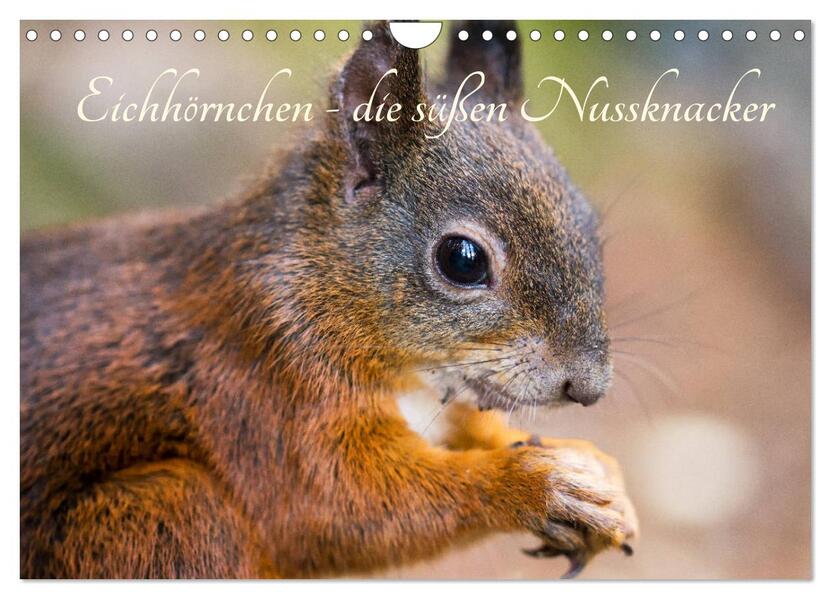 Eichhörnchen - die süßen Nussknacker (Wandkalender 2024 DIN A4 quer) CALVENDO Monatskalender