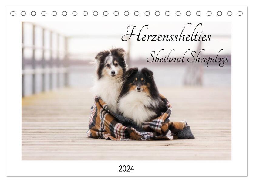 Herzensshelties - Shetland Sheepdogs (Tischkalender 2024 DIN A5 quer) CALVENDO Monatskalender