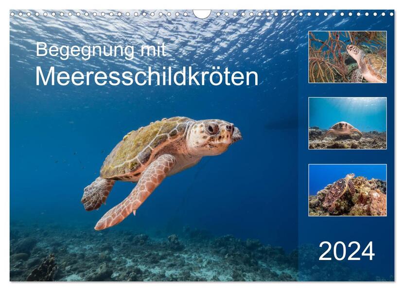 Begegnung mit Meeresschildkröten (Wandkalender 2024 DIN A3 quer) CALVENDO Monatskalender
