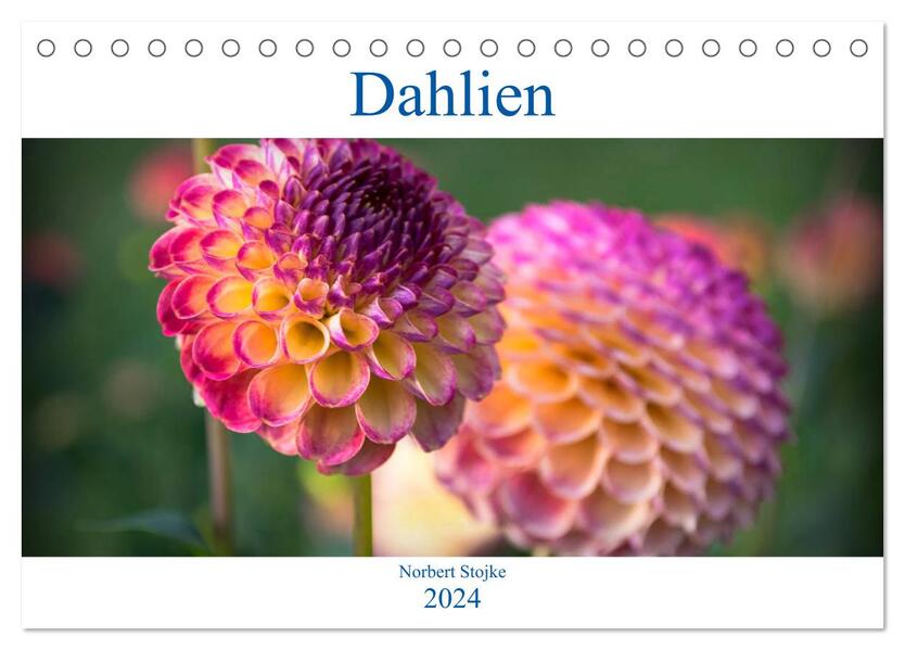 Dahlien - Blumenwunder der Natur (Tischkalender 2024 DIN A5 quer) CALVENDO Monatskalender