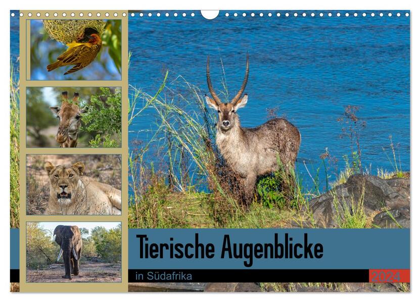 Tierische Augenblicke in Südafrika (Wandkalender 2024 DIN A3 quer) CALVENDO Monatskalender