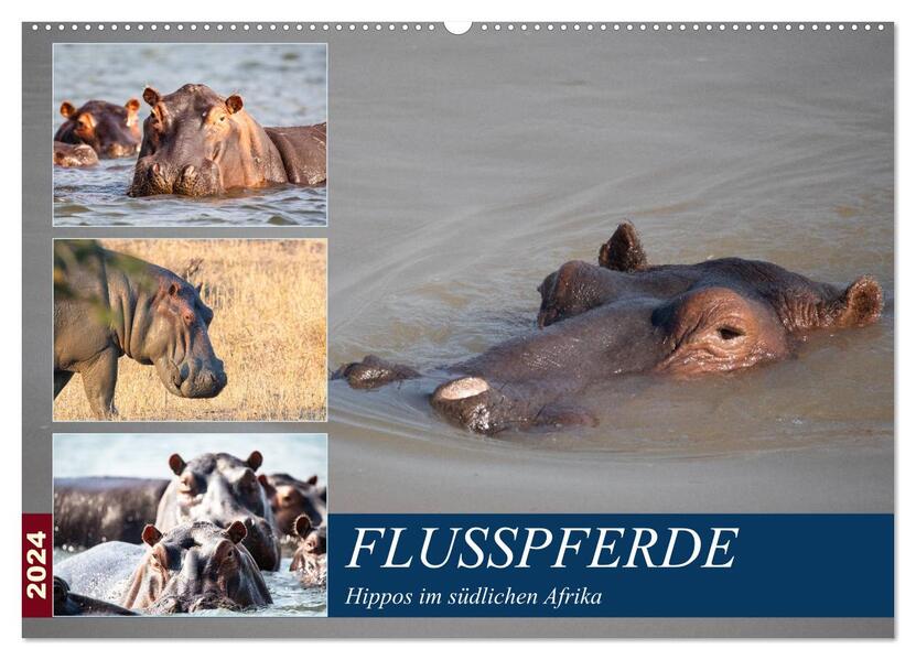 Hippos im südlichen Afrika (Wandkalender 2024 DIN A2 quer) CALVENDO Monatskalender
