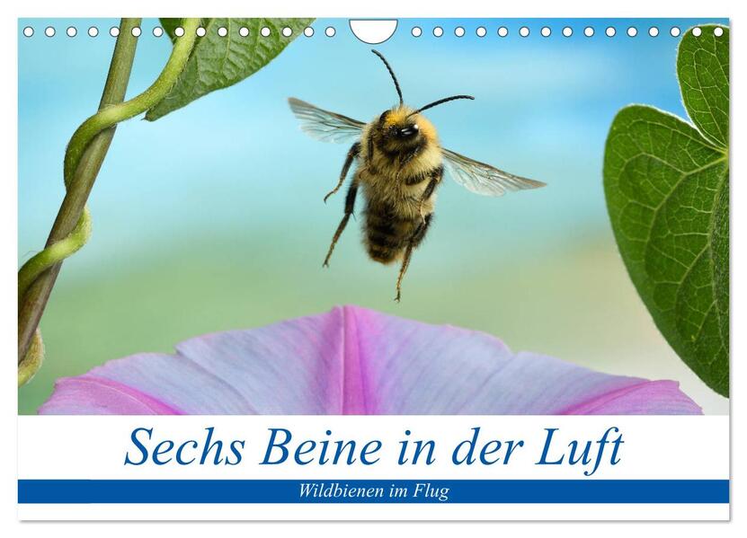 Sechs Beine in der Luft - Wildbienen im Flug (Wandkalender 2024 DIN A4 quer) CALVENDO Monatskalender