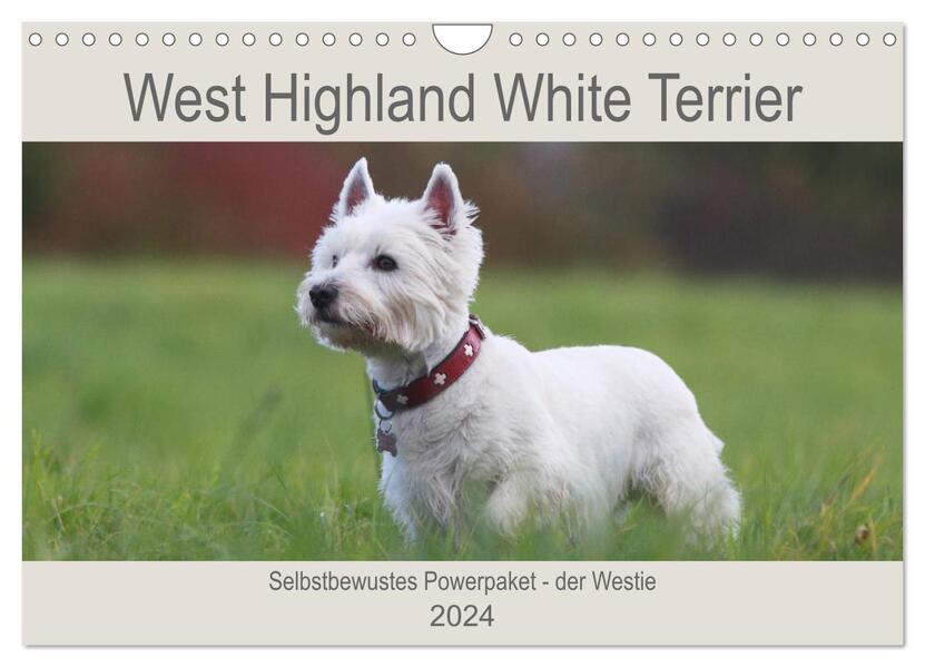 West Highland White Terrier - Selbstbewustes Powerpaket - der Westie (Wandkalender 2024 DIN A4 quer) CALVENDO Monatskalender