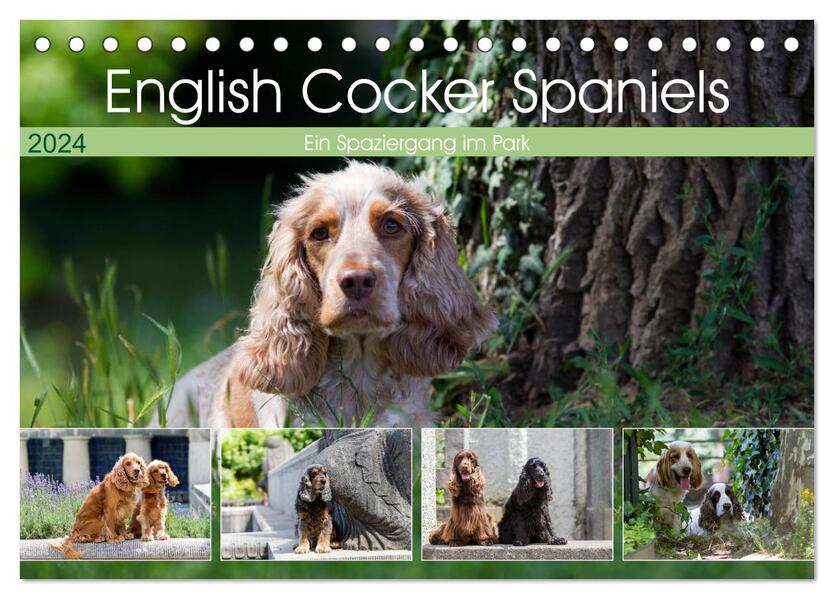English Cocker Spaniels - Ein Spaziergang im Park (Tischkalender 2024 DIN A5 quer) CALVENDO Monatskalender