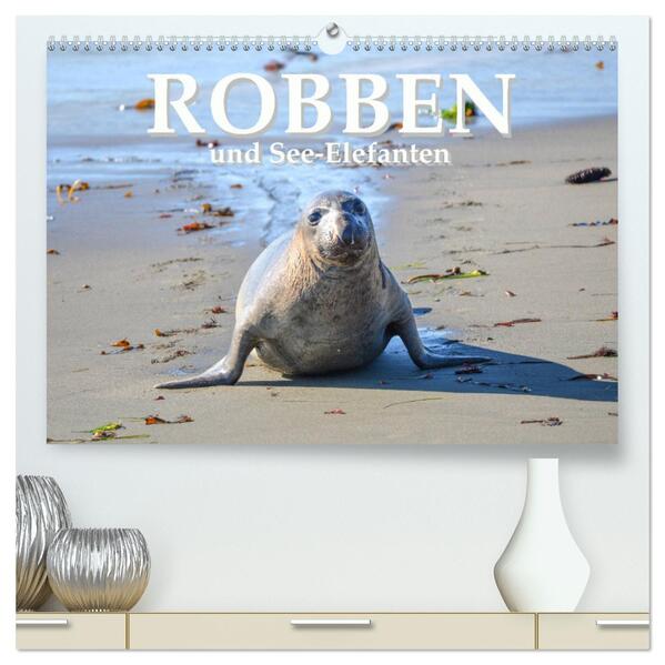 Robben und See-Elefanten (hochwertiger Premium Wandkalender 2024 DIN A2 quer) Kunstdruck in Hochglanz