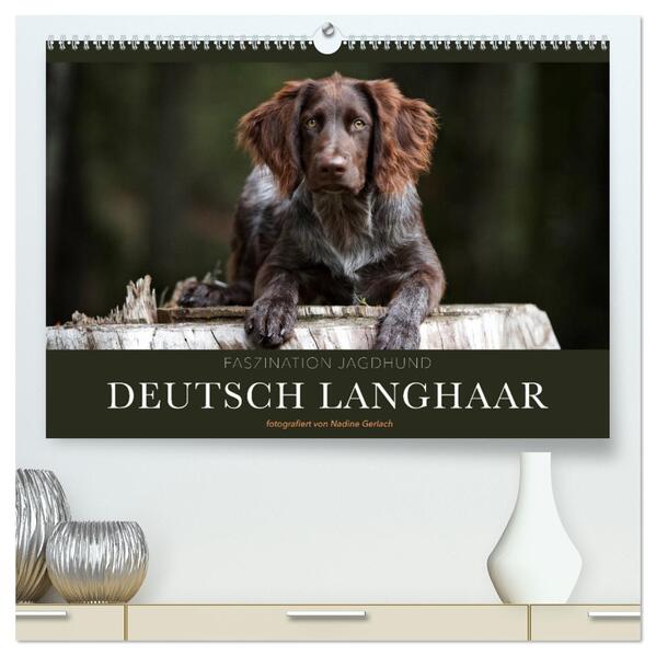 Faszination Jagdhund - Deutsch Langhaar (hochwertiger Premium Wandkalender 2024 DIN A2 quer) Kunstdruck in Hochglanz