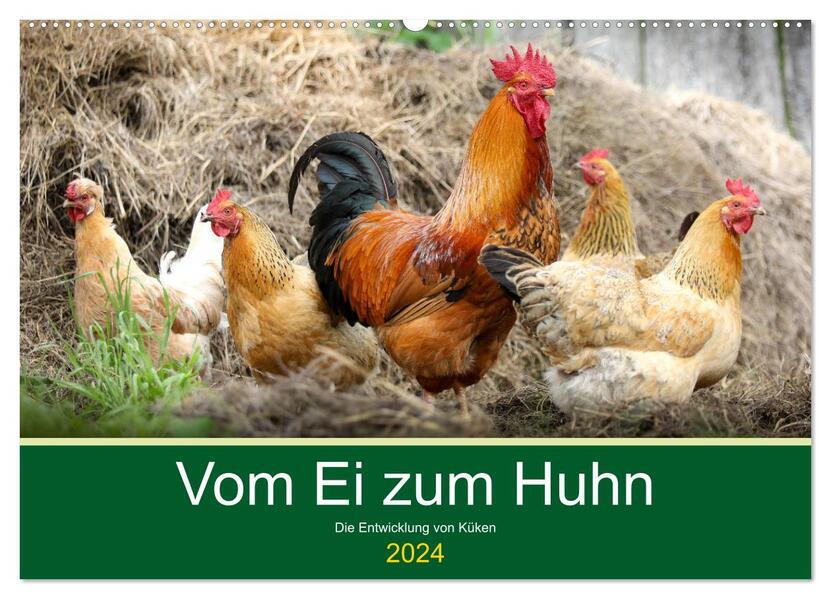 Vom Ei zum Huhn. Die Entwicklung von Küken (Wandkalender 2024 DIN A2 quer) CALVENDO Monatskalender