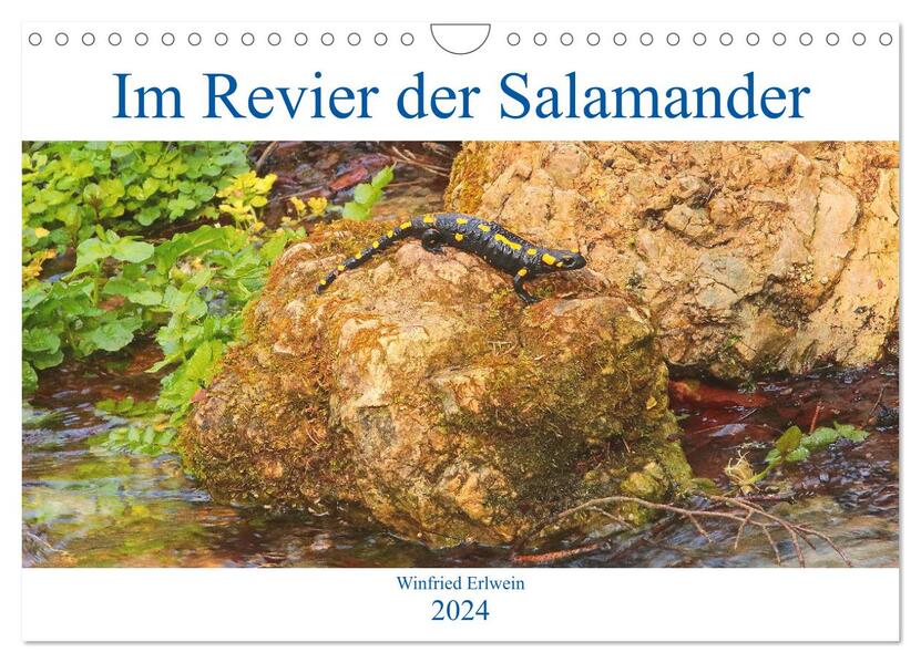 Im Revier der Salamander (Wandkalender 2024 DIN A4 quer) CALVENDO Monatskalender - Winfried Erlwein