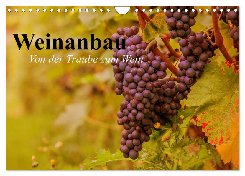 Weinanbau. Von der Traube zum Wein (Wandkalender 2024 DIN A4 quer) CALVENDO Monatskalender
