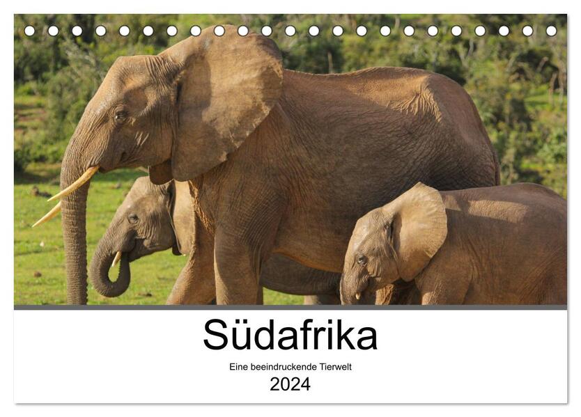 Südafrika - Eine beeindruckende Tierwelt (Tischkalender 2024 DIN A5 quer) CALVENDO Monatskalender