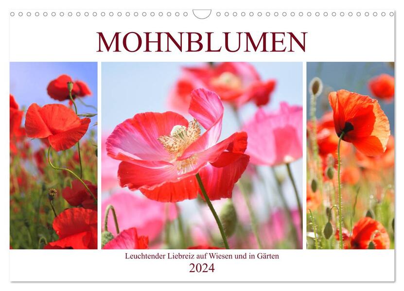 Mohnblumen. Leuchtender Liebreiz auf Wiesen und in Gärten (Wandkalender 2024 DIN A3 quer) CALVENDO Monatskalender