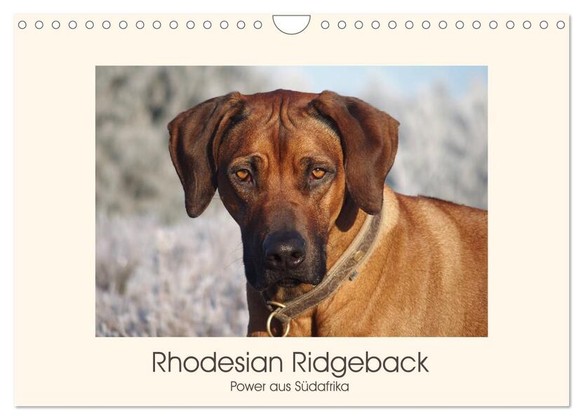 Rhodesian Ridgeback Power aus Südafrika (Wandkalender 2024 DIN A4 quer) CALVENDO Monatskalender